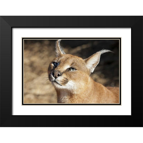 Namibia, Harnas Portrait of a caracal Black Modern Wood Framed Art Print with Double Matting by Kaveney, Wendy