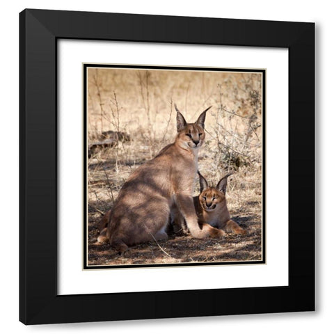 Namibia, Harnas Caracal pair Black Modern Wood Framed Art Print with Double Matting by Kaveney, Wendy