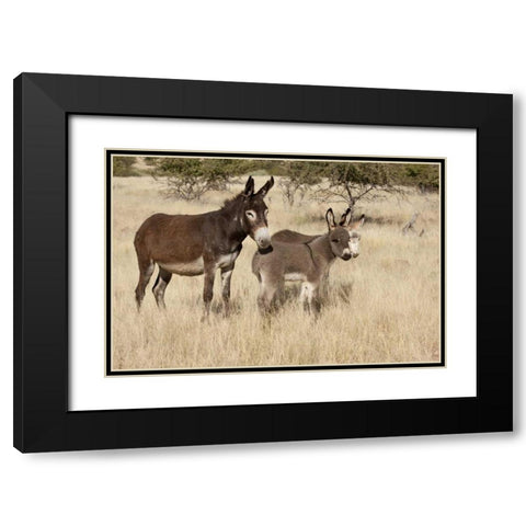 Namibia Adult and young donkeys in dry grass Black Modern Wood Framed Art Print with Double Matting by Kaveney, Wendy