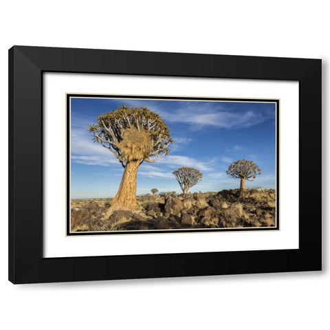 Africa, Namibia Quiver trees and boulders Black Modern Wood Framed Art Print with Double Matting by Kaveney, Wendy
