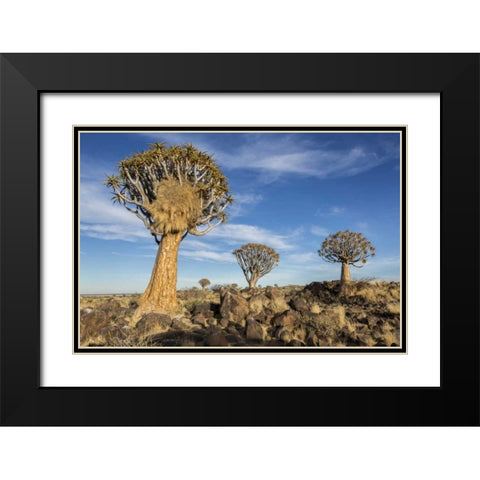 Africa, Namibia Quiver trees and boulders Black Modern Wood Framed Art Print with Double Matting by Kaveney, Wendy