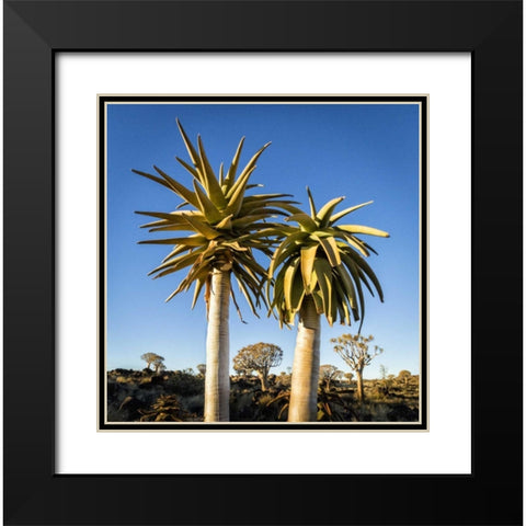 Africa, Namibia Close-up of two quiver trees Black Modern Wood Framed Art Print with Double Matting by Kaveney, Wendy