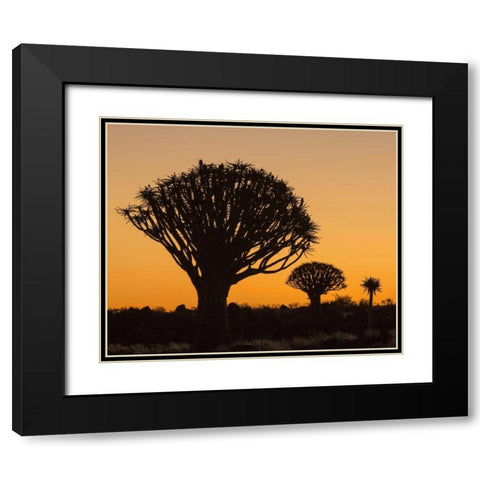 Africa, Namibia Quiver trees at twilight Black Modern Wood Framed Art Print with Double Matting by Kaveney, Wendy
