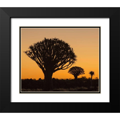 Africa, Namibia Quiver trees at twilight Black Modern Wood Framed Art Print with Double Matting by Kaveney, Wendy