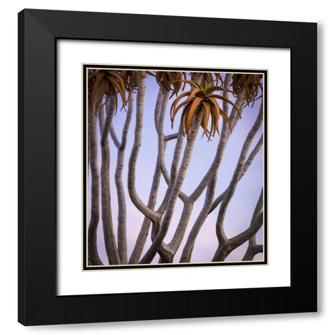Africa, Namibia Close-up of quiver tree Black Modern Wood Framed Art Print with Double Matting by Kaveney, Wendy