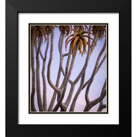 Africa, Namibia Close-up of quiver tree Black Modern Wood Framed Art Print with Double Matting by Kaveney, Wendy