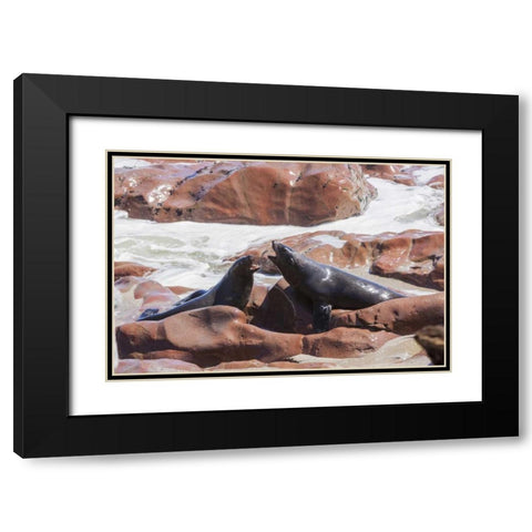 Namibia, Skeleton Coast Two cape fur seals Black Modern Wood Framed Art Print with Double Matting by Kaveney, Wendy