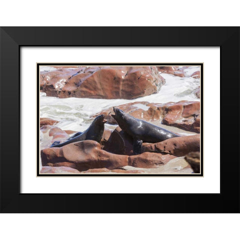 Namibia, Skeleton Coast Two cape fur seals Black Modern Wood Framed Art Print with Double Matting by Kaveney, Wendy