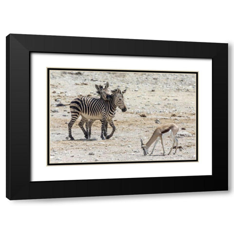 Africa, Namibia, Etosha NP Zebras and springbok Black Modern Wood Framed Art Print with Double Matting by Kaveney, Wendy