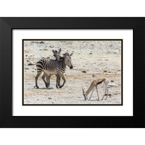 Africa, Namibia, Etosha NP Zebras and springbok Black Modern Wood Framed Art Print with Double Matting by Kaveney, Wendy