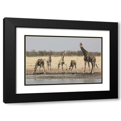Namibia, Etosha NP Giraffes at the waterhole Black Modern Wood Framed Art Print with Double Matting by Kaveney, Wendy