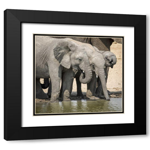 Namibia, Etosha NP Elephants drinking at water Black Modern Wood Framed Art Print with Double Matting by Kaveney, Wendy