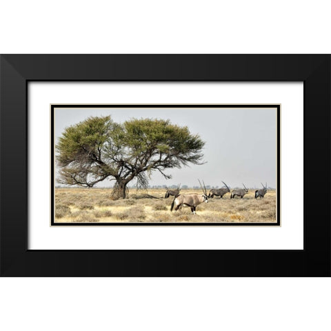 Africa, Namibia, Etosha NP Five Oryx and tree Black Modern Wood Framed Art Print with Double Matting by Kaveney, Wendy