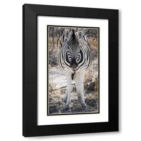 Africa, Namibia, Etosha NP Close-up of zebra Black Modern Wood Framed Art Print with Double Matting by Kaveney, Wendy