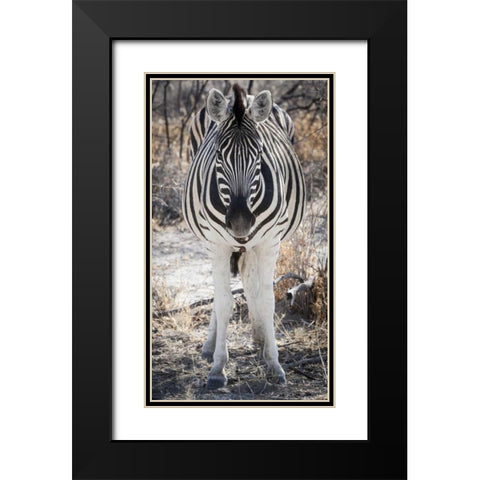 Africa, Namibia, Etosha NP Close-up of zebra Black Modern Wood Framed Art Print with Double Matting by Kaveney, Wendy