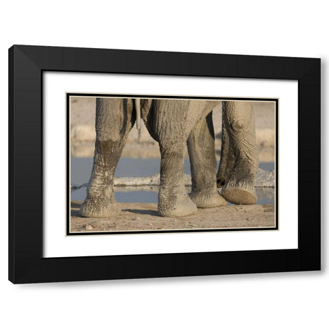 Namibia, Etosha NP Elephant legs and trunk Black Modern Wood Framed Art Print with Double Matting by Kaveney, Wendy