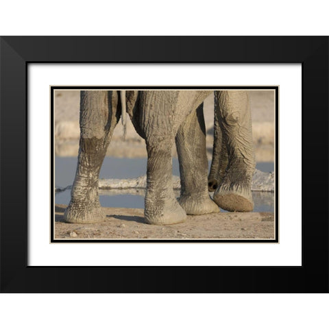Namibia, Etosha NP Elephant legs and trunk Black Modern Wood Framed Art Print with Double Matting by Kaveney, Wendy