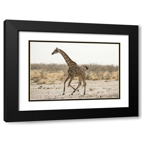 Africa, Namibia, Etosha NP Running giraffe Black Modern Wood Framed Art Print with Double Matting by Kaveney, Wendy