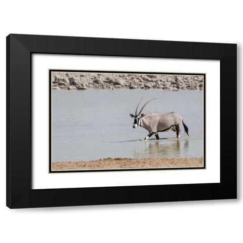 Namibia, Etosha NP Oryx wading in waterhole Black Modern Wood Framed Art Print with Double Matting by Kaveney, Wendy