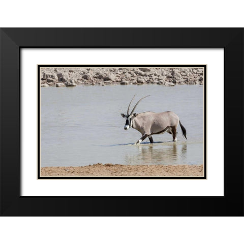Namibia, Etosha NP Oryx wading in waterhole Black Modern Wood Framed Art Print with Double Matting by Kaveney, Wendy