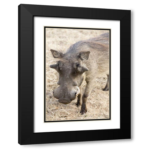 Africa, Namibia, Windhoek, Okapuka Ranch Warthog Black Modern Wood Framed Art Print with Double Matting by Kaveney, Wendy