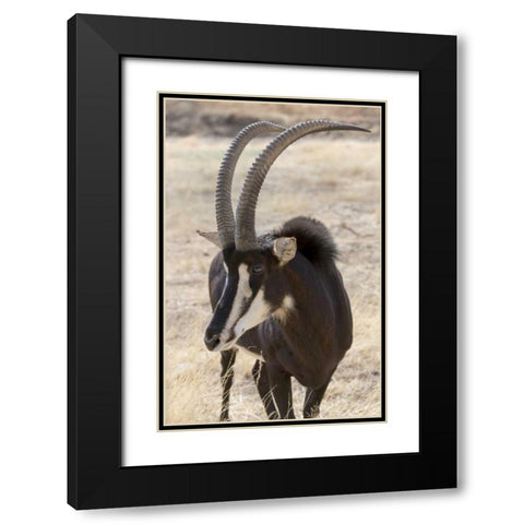 Namibia, Windhoek, Okapuka Ranch Sable antelope Black Modern Wood Framed Art Print with Double Matting by Kaveney, Wendy