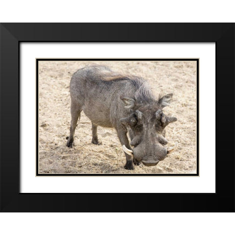 Africa, Namibia, Windhoek, Okapuka Ranch Warthog Black Modern Wood Framed Art Print with Double Matting by Kaveney, Wendy