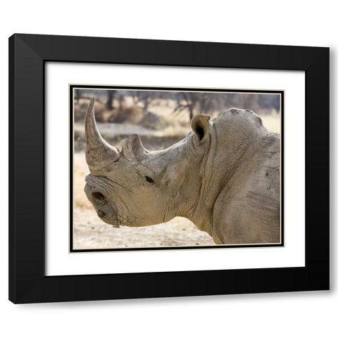 Namibia, Windhoek Rhinoceros in profile Black Modern Wood Framed Art Print with Double Matting by Kaveney, Wendy