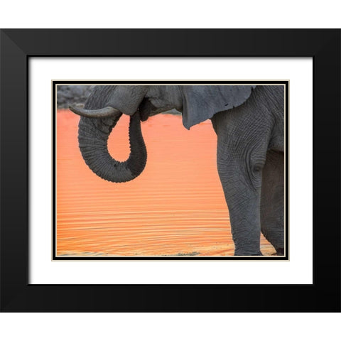 Namibia, Etosha NP Drinking elephant at sunset Black Modern Wood Framed Art Print with Double Matting by Kaveney, Wendy