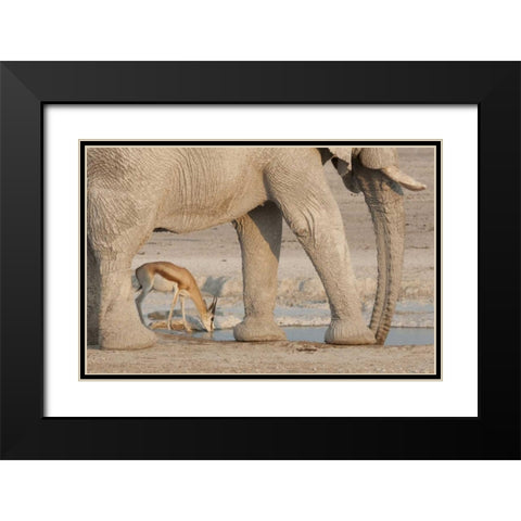 Namibia, Etosha NP, Drinking springbok at water Black Modern Wood Framed Art Print with Double Matting by Kaveney, Wendy