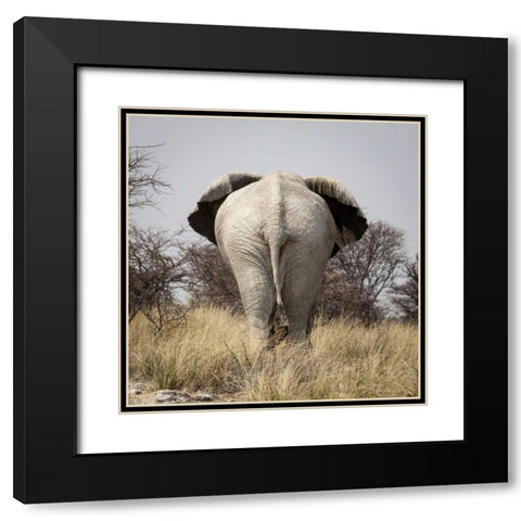 Namibia, Etosha NP, Okerfontein Elephant Black Modern Wood Framed Art Print with Double Matting by Kaveney, Wendy