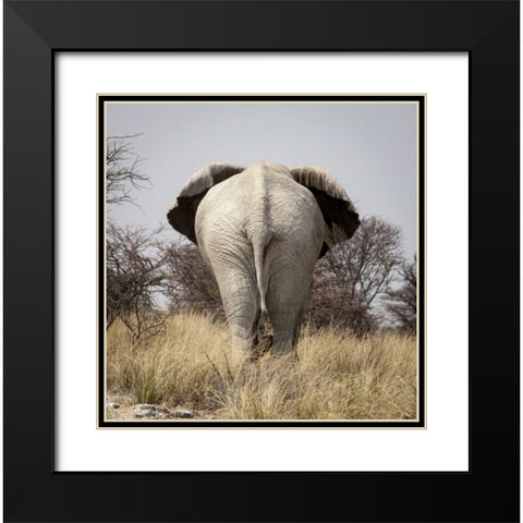 Namibia, Etosha NP, Okerfontein Elephant Black Modern Wood Framed Art Print with Double Matting by Kaveney, Wendy