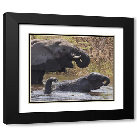 Namibia, Caprivi, Mudumu NP Elephants bathing Black Modern Wood Framed Art Print with Double Matting by Kaveney, Wendy