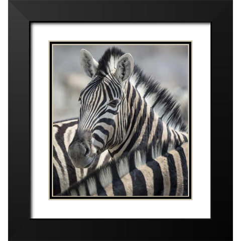 Namibia, Etosha NP Portrait of a Zebra Black Modern Wood Framed Art Print with Double Matting by Kaveney, Wendy