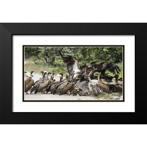 Namibia, Etosha NP Vultures on zebra carcass Black Modern Wood Framed Art Print with Double Matting by Young, Bill