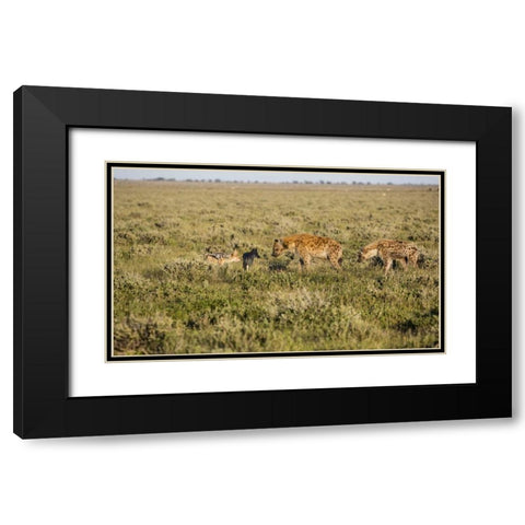 Namibia Hyenas and black-backed jackals eating Black Modern Wood Framed Art Print with Double Matting by Young, Bill