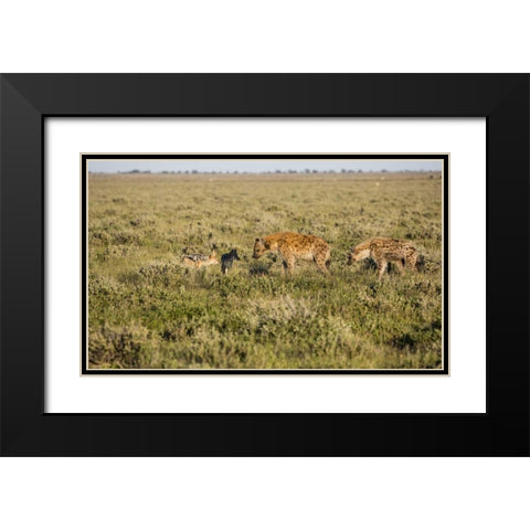 Namibia Hyenas and black-backed jackals eating Black Modern Wood Framed Art Print with Double Matting by Young, Bill