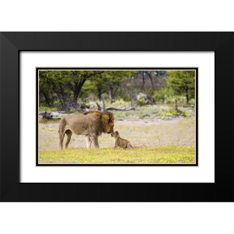 Namibia, Etosha NP Alpha male lion inspects cub Black Modern Wood Framed Art Print with Double Matting by Young, Bill