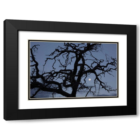 Africa, Namibia Tree silhouette and full moon Black Modern Wood Framed Art Print with Double Matting by Young, Bill