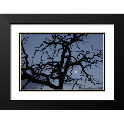 Africa, Namibia Tree silhouette and full moon Black Modern Wood Framed Art Print with Double Matting by Young, Bill