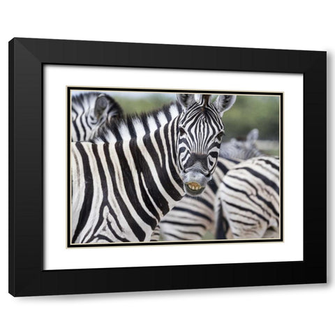 Namibia, Etosha NP Zebra looking at camera Black Modern Wood Framed Art Print with Double Matting by Young, Bill