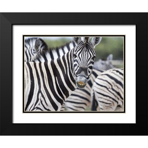 Namibia, Etosha NP Zebra looking at camera Black Modern Wood Framed Art Print with Double Matting by Young, Bill