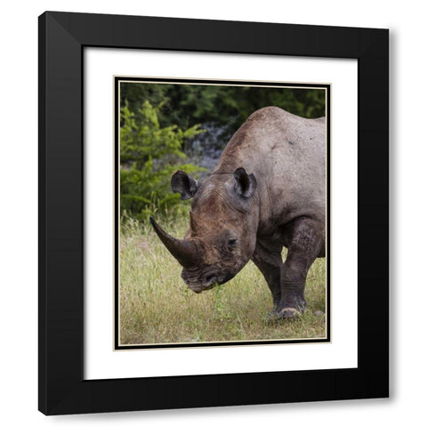 Namibia, Etosha NP Rhinoceros grazing on grass Black Modern Wood Framed Art Print with Double Matting by Young, Bill