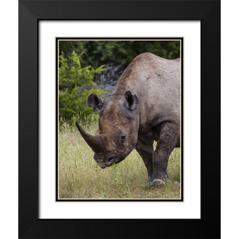 Namibia, Etosha NP Rhinoceros grazing on grass Black Modern Wood Framed Art Print with Double Matting by Young, Bill