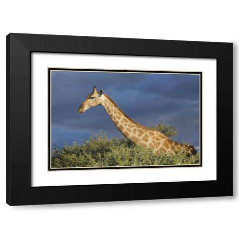 Namibia, Etosha NP Giraffe in camel thorn tree Black Modern Wood Framed Art Print with Double Matting by Young, Bill