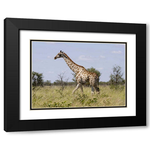 Namibia, Etosha NP Giraffe walking through grass Black Modern Wood Framed Art Print with Double Matting by Young, Bill
