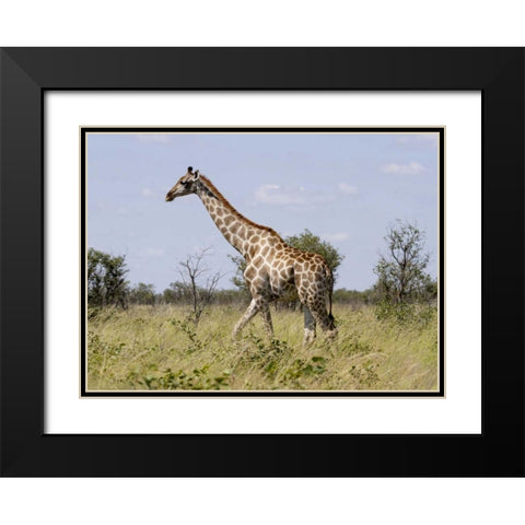 Namibia, Etosha NP Giraffe walking through grass Black Modern Wood Framed Art Print with Double Matting by Young, Bill