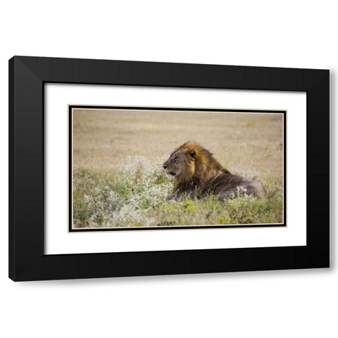 Namibia, Etosha NP Adult male lion resting Black Modern Wood Framed Art Print with Double Matting by Young, Bill