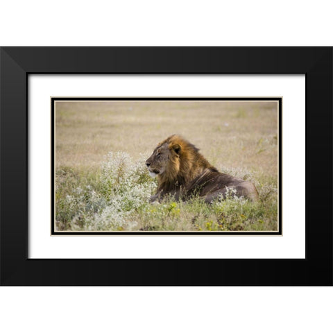 Namibia, Etosha NP Adult male lion resting Black Modern Wood Framed Art Print with Double Matting by Young, Bill
