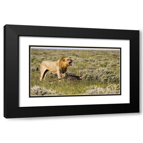 Namibia, Etosha NP Male lion roars over carcass Black Modern Wood Framed Art Print with Double Matting by Young, Bill